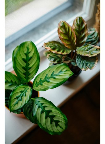 Как кондиционер влияет на растения в доме? Полезные советы