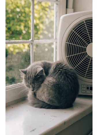 Как кондиционер влияет на домашних животных? Советы владельцам